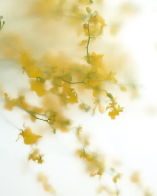 波瓶香霧｜巴比倫花園 #01【木質玫瑰茶調】